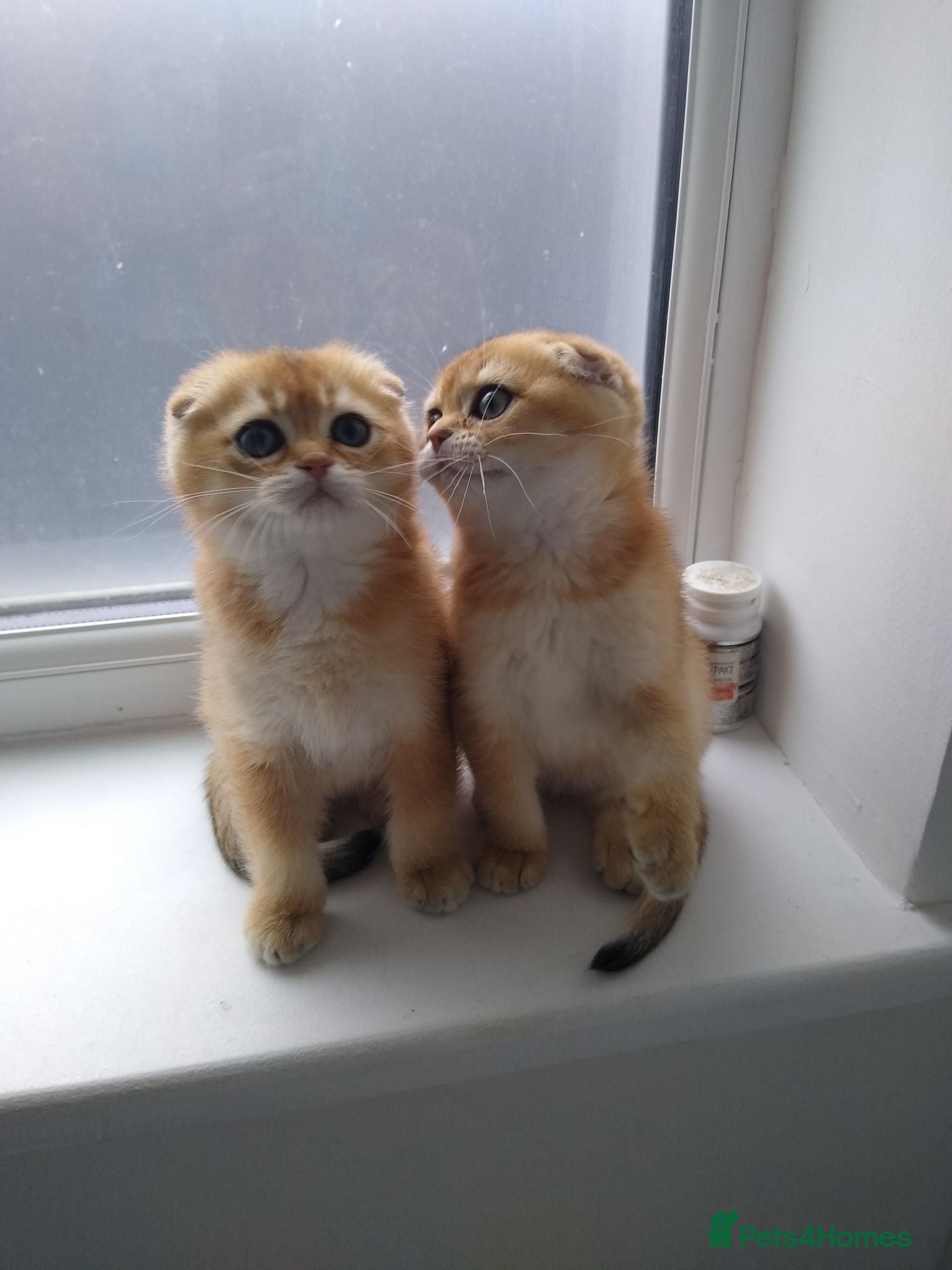Scottish Fold cats Cute 🥰 Scottish fold TICA register  - Advert 4