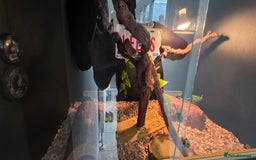 Corn Snake reptiles for sale: Beautiful sun-kissed corn snake & vivarium  - Image 4