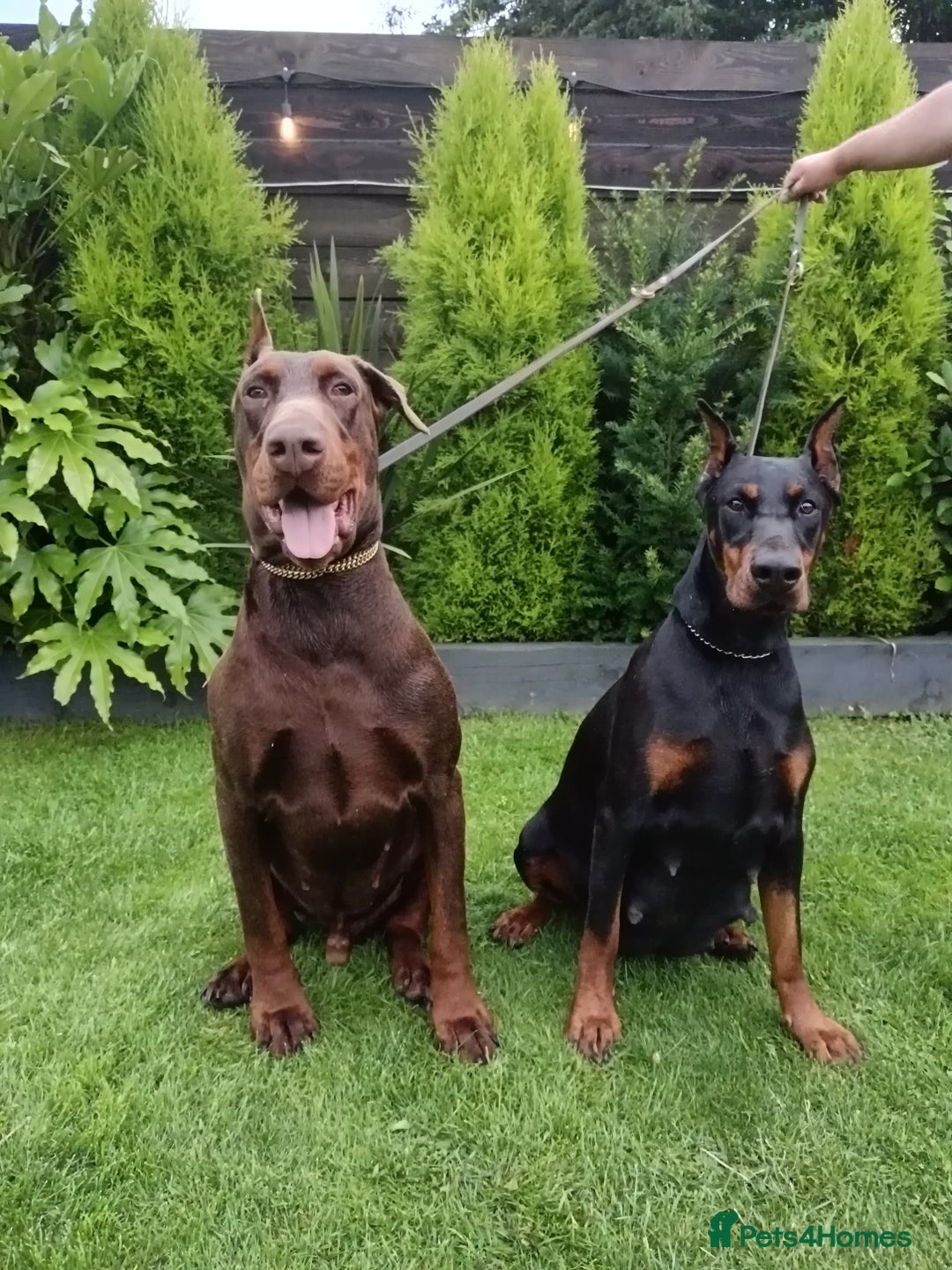 Dobermann dogs for sale: EUROPEAN DOBERMAN PUPPIES in Walsall - Image 13
