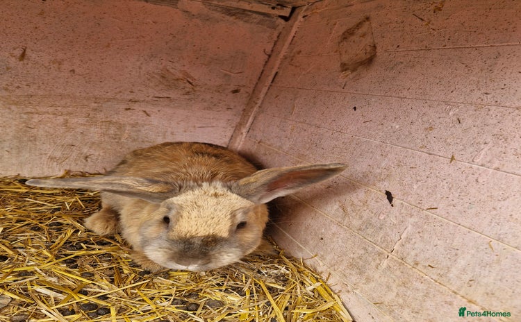 English rabbits - Advert 2