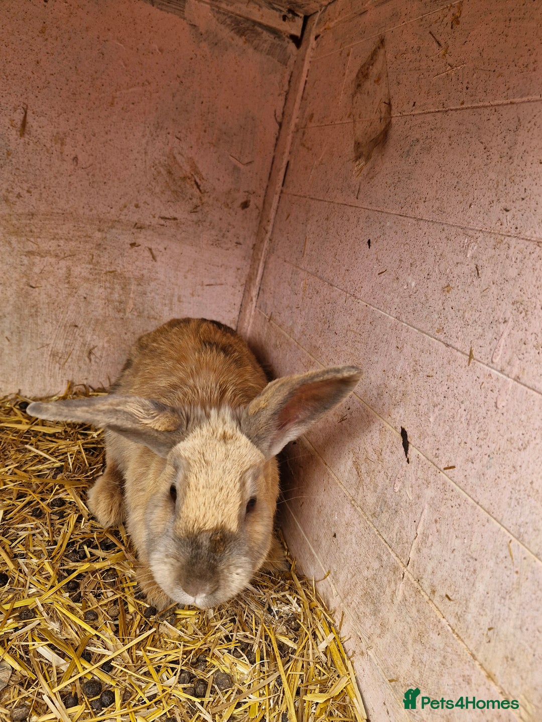 English rabbits for sale: Female rabbit  - Image 1