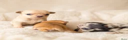 Chihuahua dogs for sale: Chihuahuas *Stunning Litter* Rare and Tiny - Advert 8