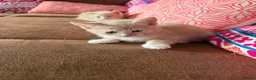 Domestic Shorthair cats for sale: Beautiful kittens raised in a family home - Advert 5