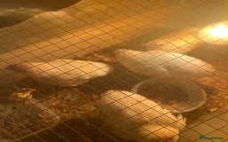 Mixed Breed birds for sale: Quail  - Image 1