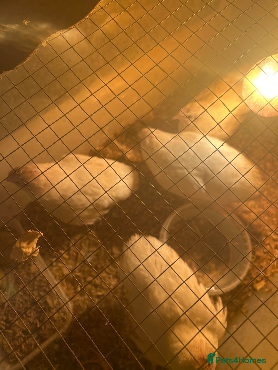 Mixed Breed birds for sale: Quail  - Image 1