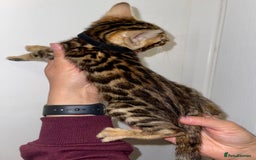 Bengal cats for sale: Top quality pure breed bangal kittens available  - Image 14