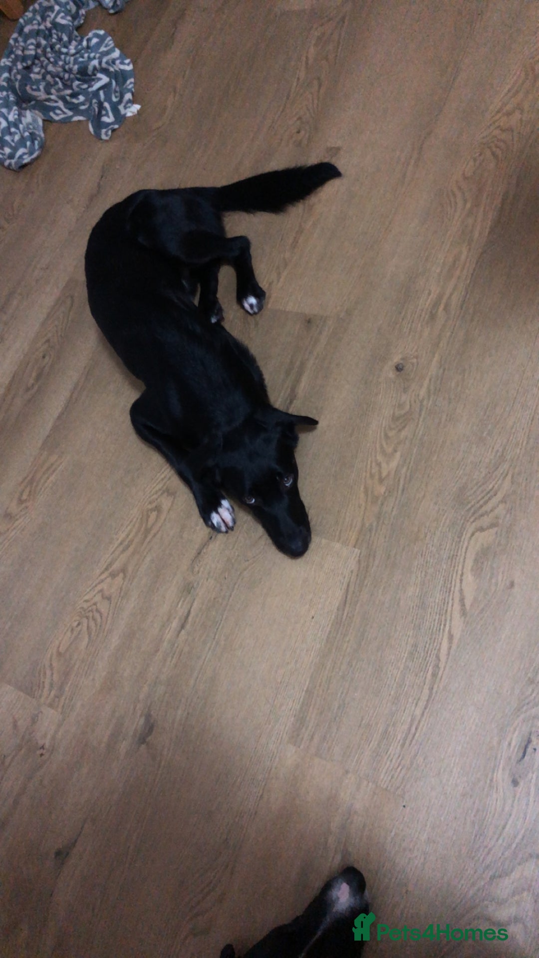 Mixed Breed dogs for sale: Collie X Kelpie  - Advert 4