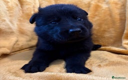 German Shepherd dogs for sale: 4* Licensed. KC Registered. Health Tested Parents - Image 5