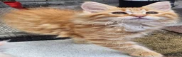 Maine Coon cats for sale: Maine Coons Ready Now!! 4 male 1 female  - Advert 30