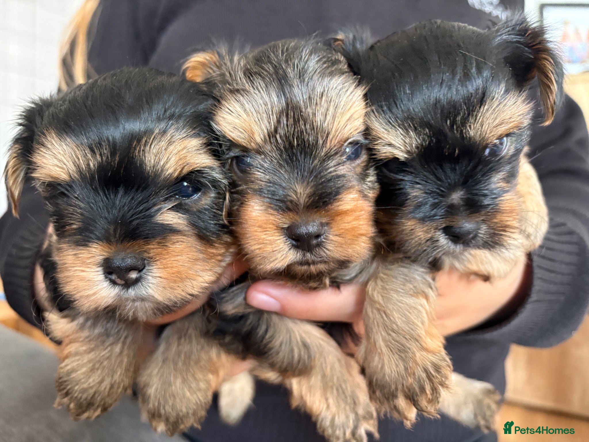 Yorkshire Terrier dogs Three stunning Yorkshire terrier puppies  - Advert 1