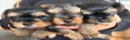 Yorkshire Terrier dogs for sale: Three stunning Yorkshire terrier puppies  - Advert 1