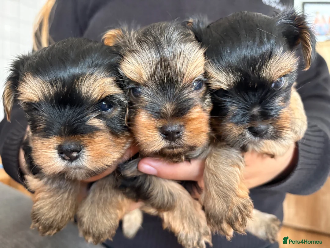 Yorkshire Terrier dogs for sale: Three stunning Yorkshire terrier puppies  - Advert 1