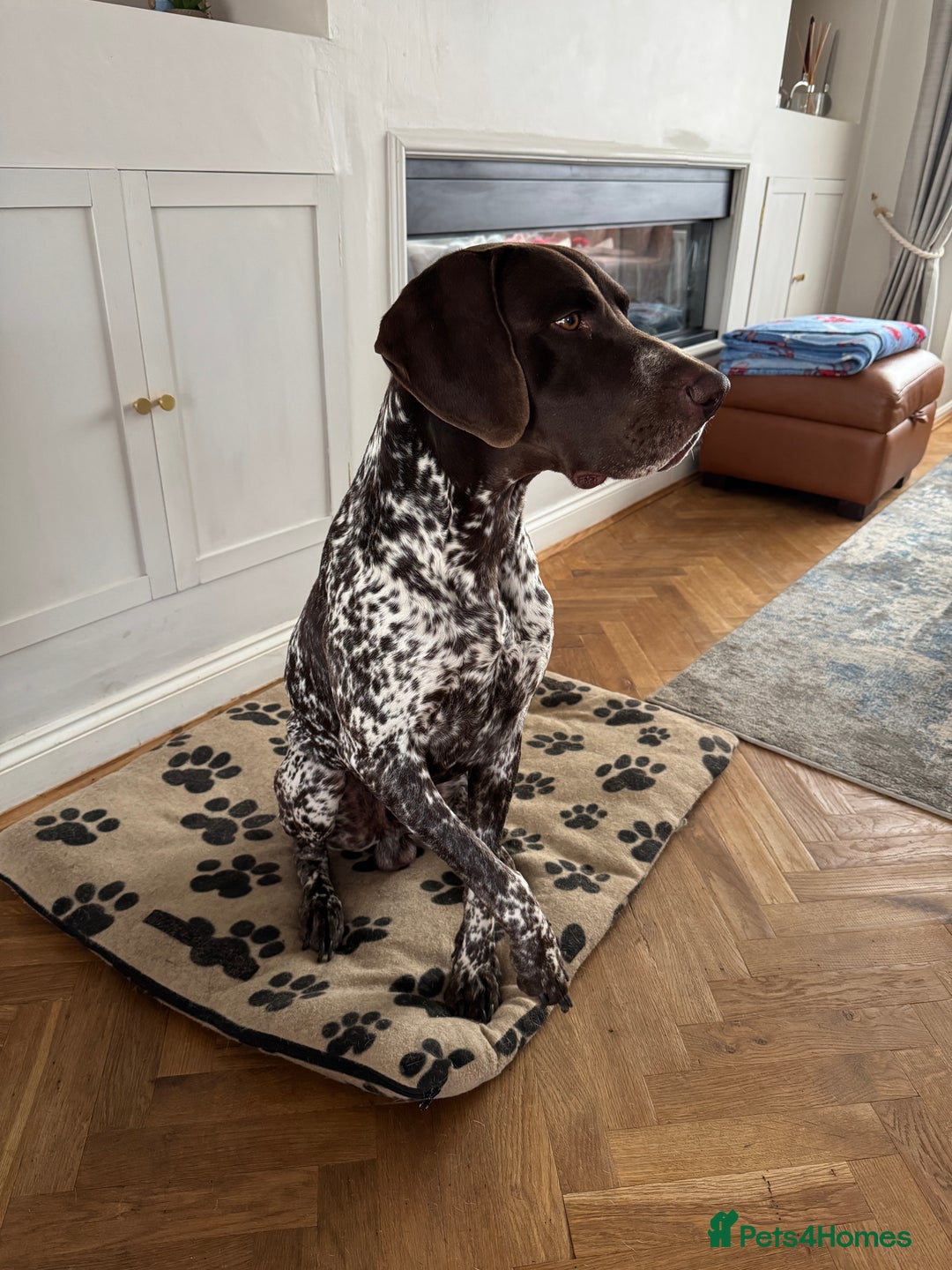 German Shorthaired Pointer dogs for sale: Male short haired pointer  - Image 3