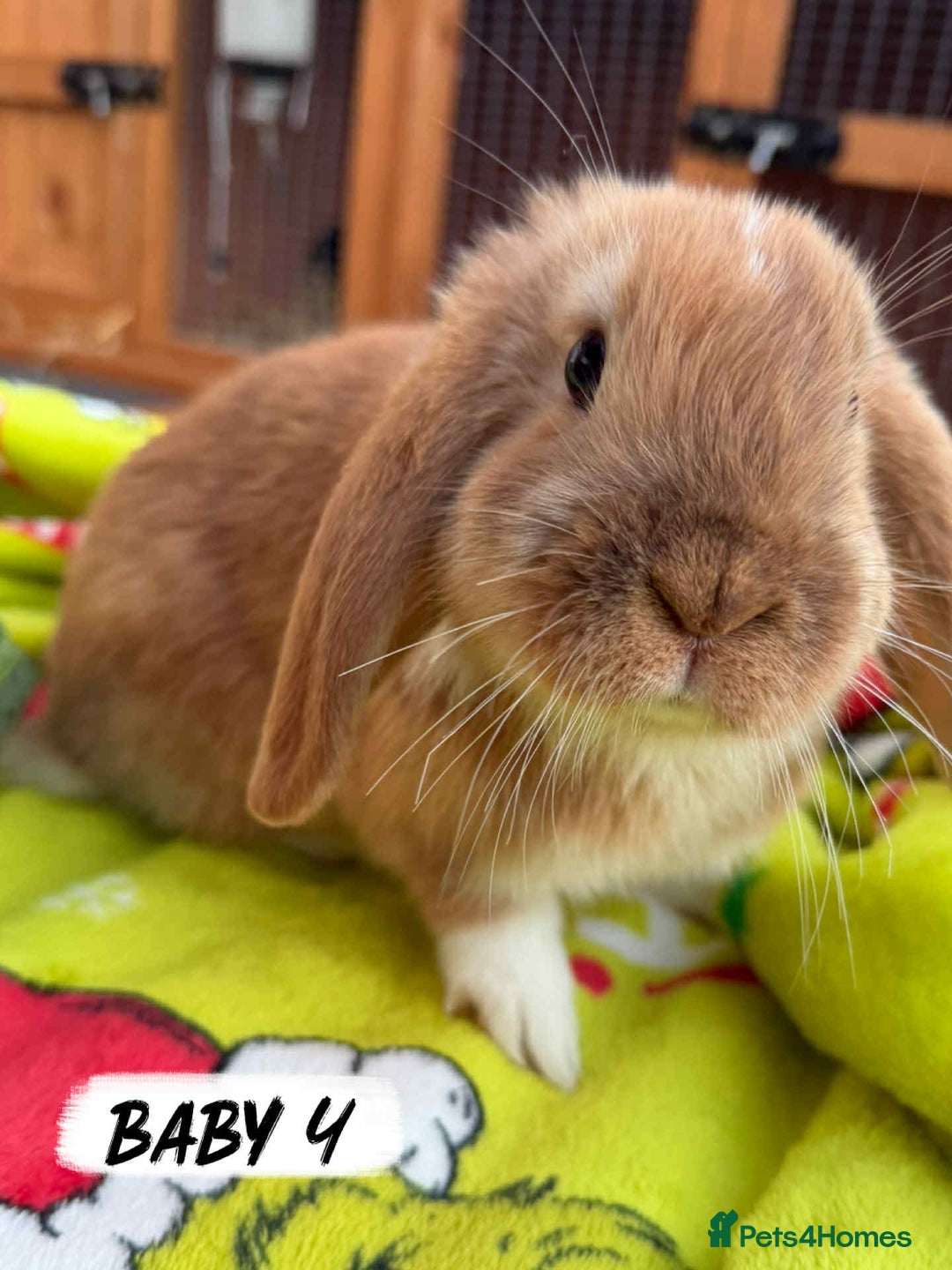 Mixed Breed rabbits for sale: *All Rabbits Pending Sale* - Advert 5