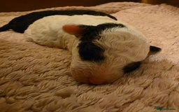 Toy Poodle dogs for sale: KC REG 2 STUNNING TOY POODLES 🐩  - Image 11