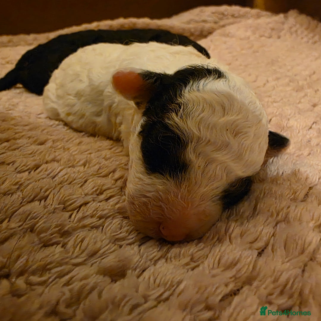 Toy Poodle dogs for sale: KC REG 2 STUNNING TOY POODLES 🐩  - Image 11