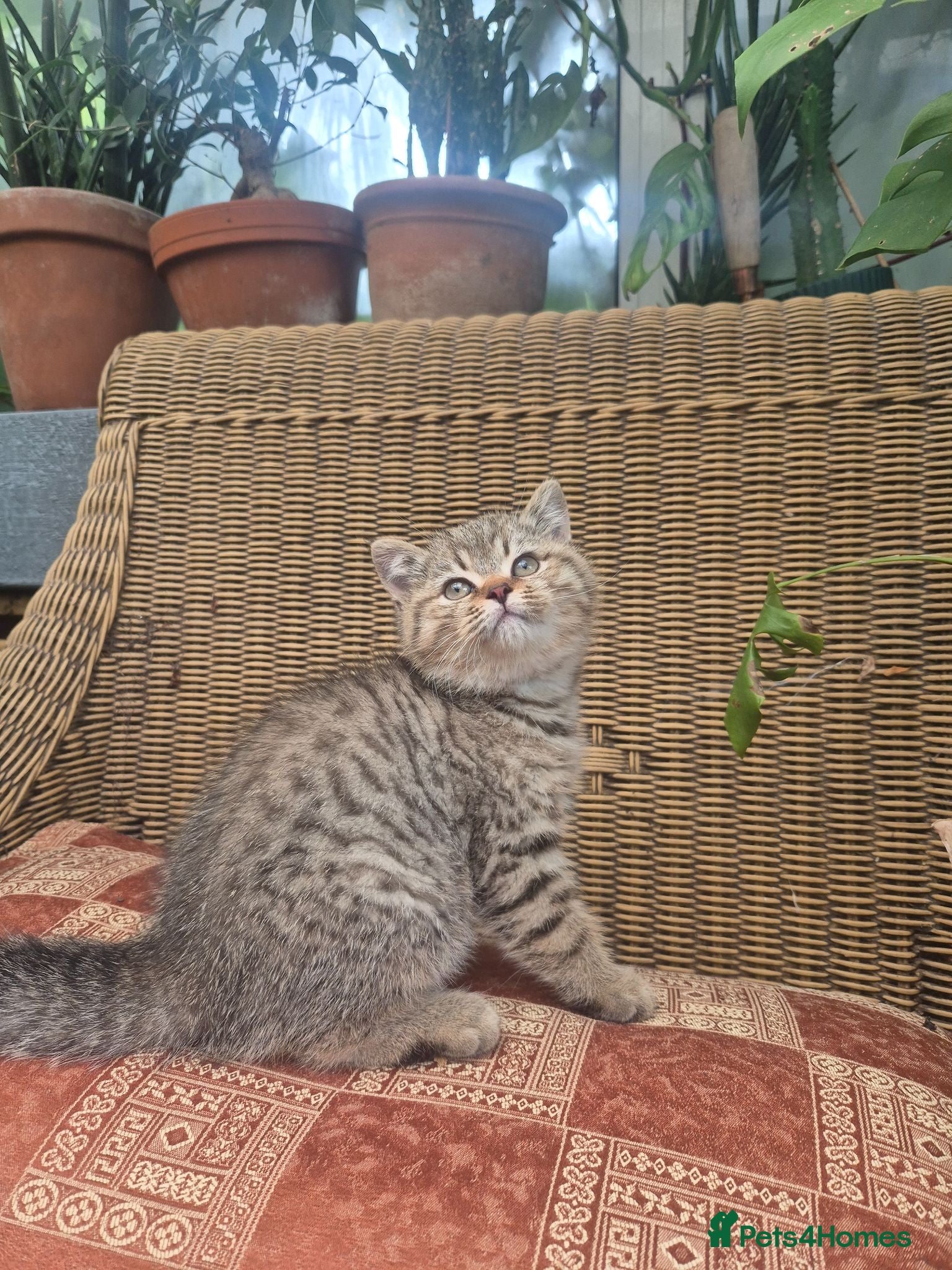 British Shorthair cats 💙ABSOLUTELY STUNNING BRITISH SHORTHAIR BOYS💙 - Advert 1