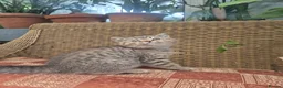 British Shorthair cats for sale: 💙ABSOLUTELY STUNNING BRITISH SHORTHAIR BOYS💙 - Advert 1