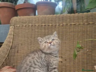 British Shorthair cats 💙ABSOLUTELY STUNNING BRITISH SHORTHAIR BOYS💙 - Advert 1