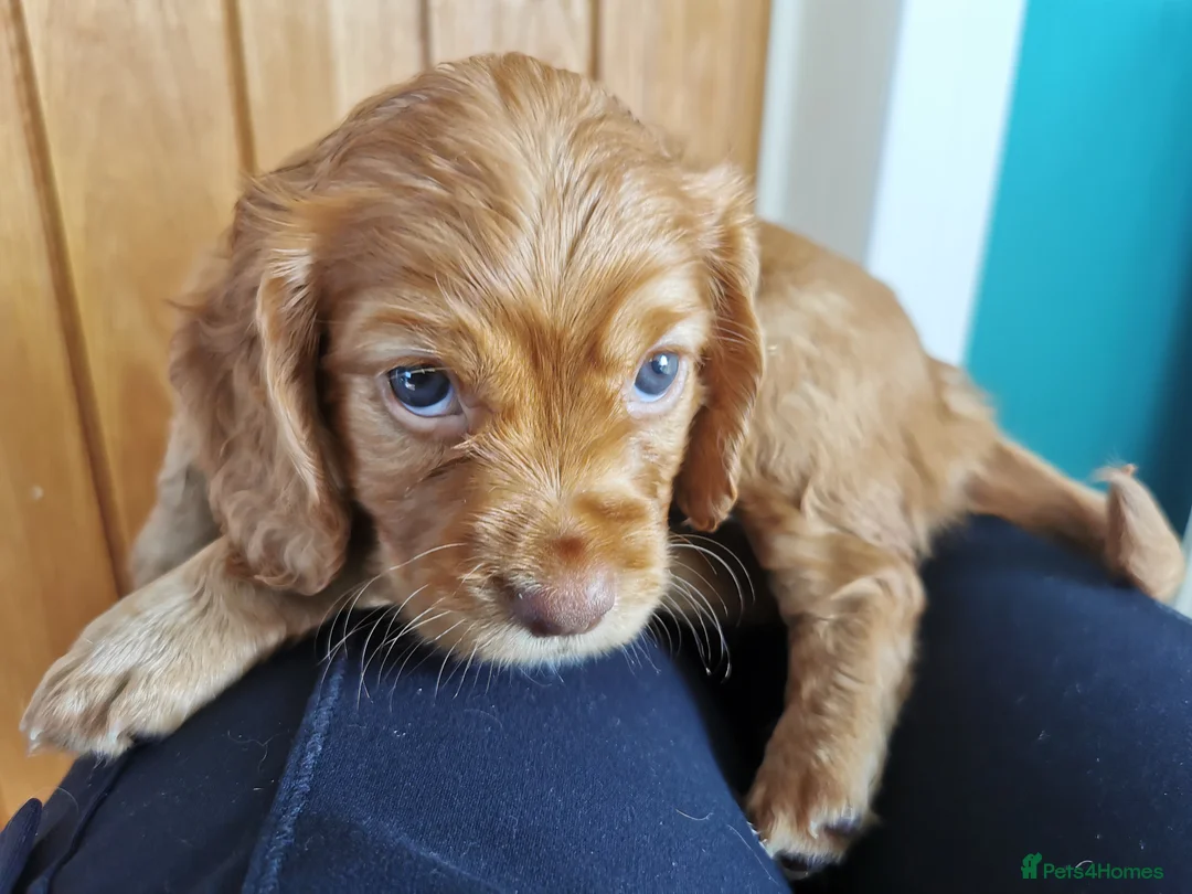 Cocker Spaniel dogs for sale: FTCH Pedigree Working Cocker Spaniels  - Advert 24