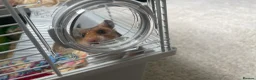 Hamster rodents for sale: Female hamster  in Wokingham - Advert 3