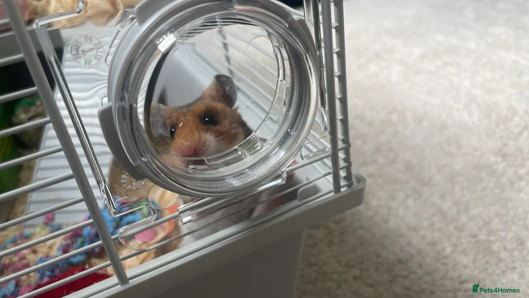 Hamster rodents for sale: Female hamster  in Wokingham - Advert 3