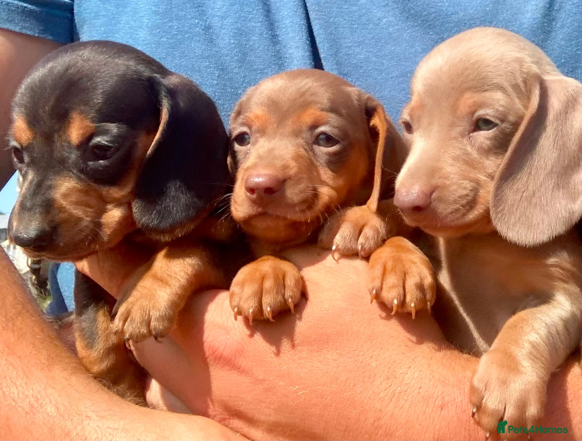 Miniature Dachshund dogs PRA Clear miniature dachshund puppies  - Advert 1