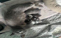 British Shorthair cats for sale: 3 British shorthair kittens  - Image 1