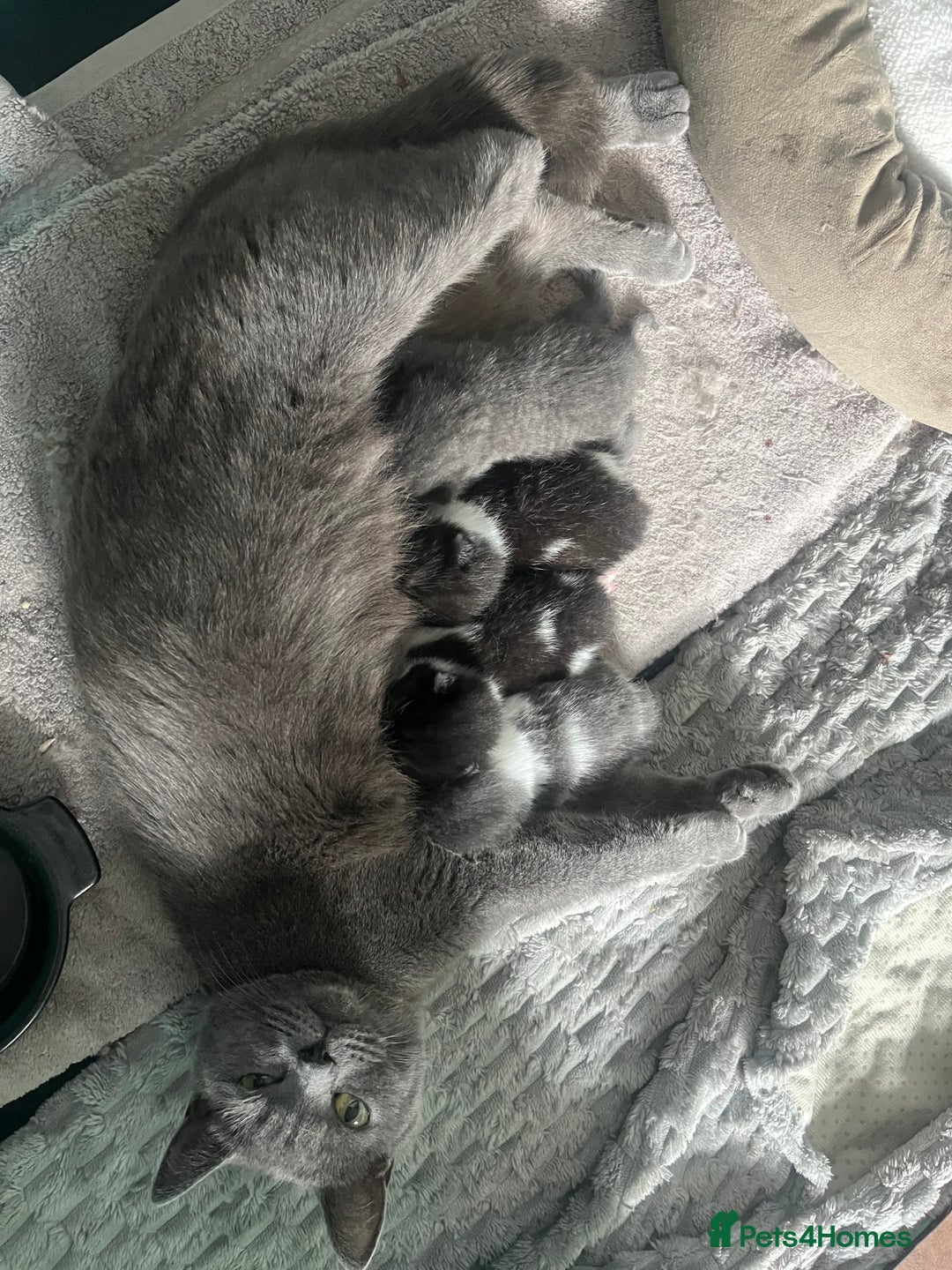 British Shorthair cats for sale: 3 British shorthair kittens  - Image 1