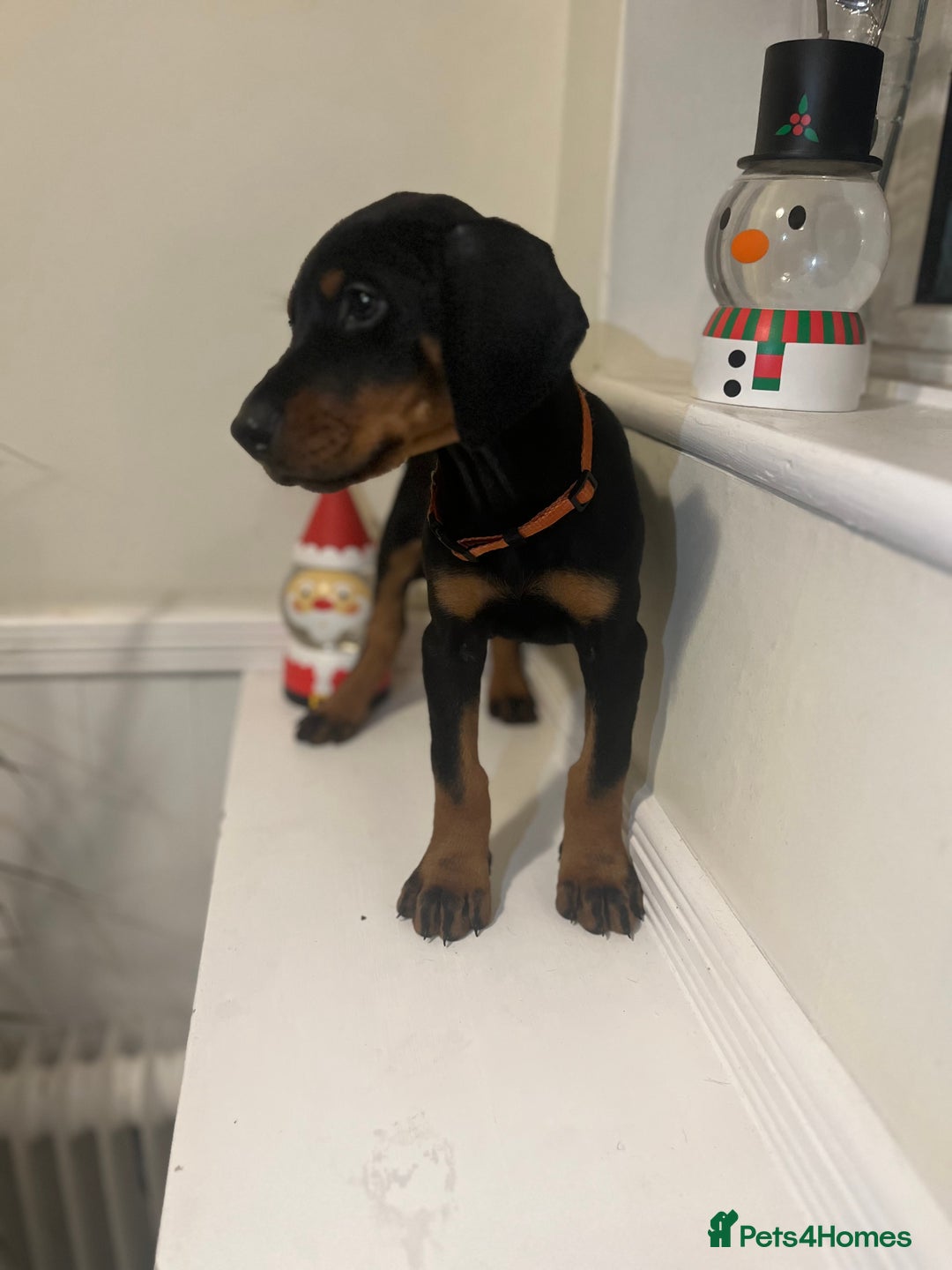 Dobermann dogs for sale: 🏆Supreme Dobermanns - Where Excellence Begins 🏆 - Advert 28