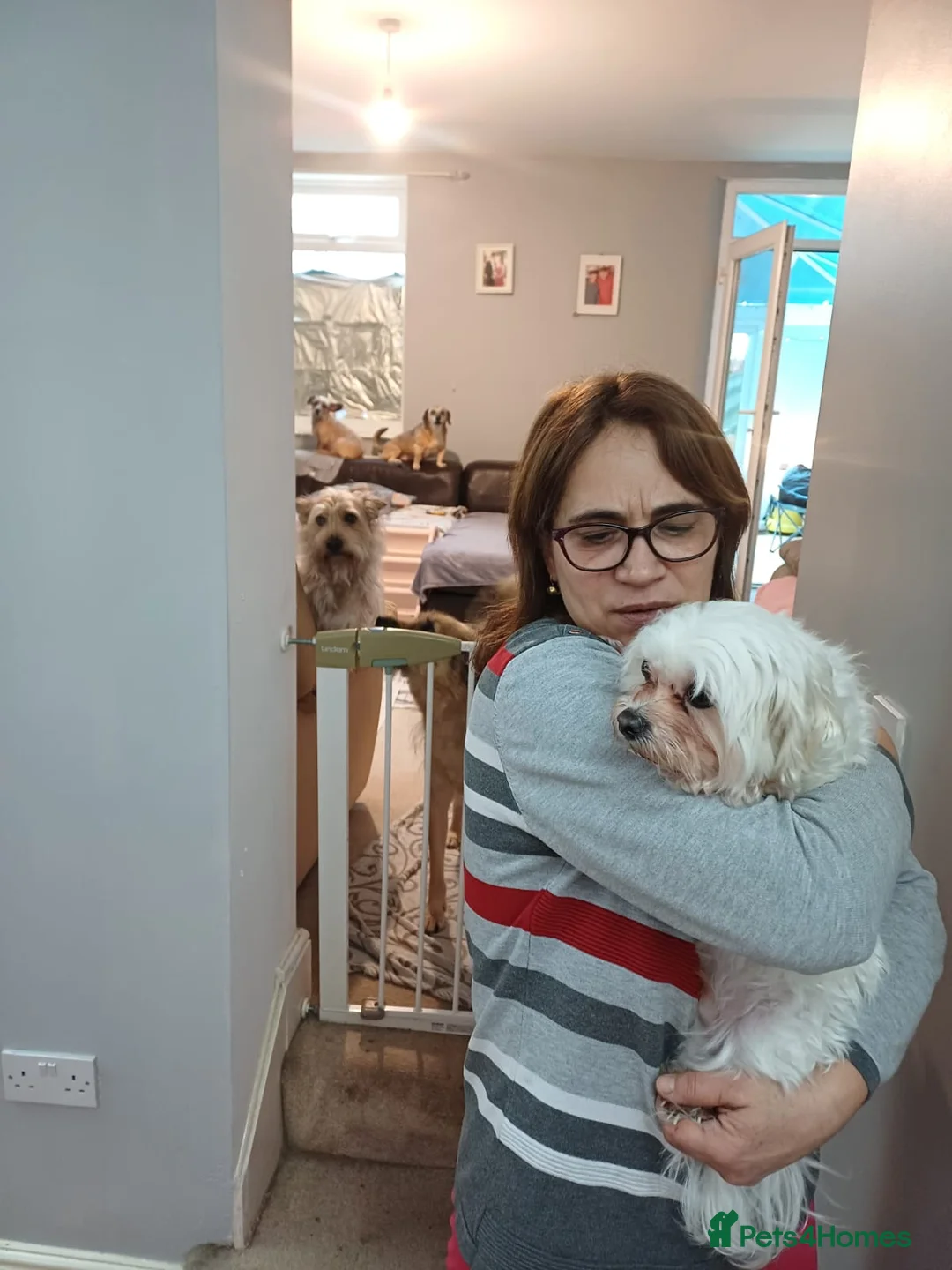 Maltese dogs for adoption: Meet Milo – a Lovely little Boy for a  Loving Home - Advert 3