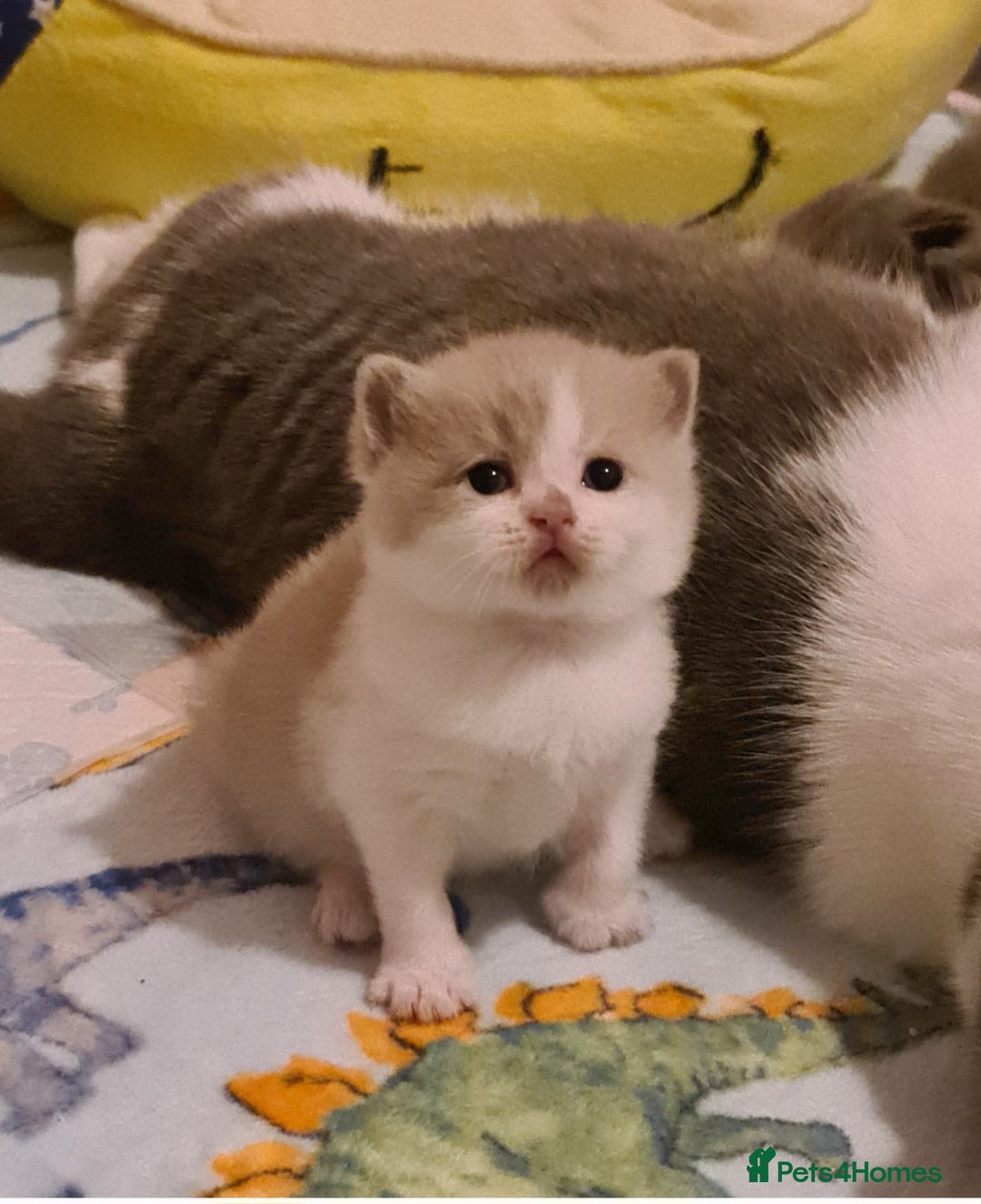 British Shorthair cats Ready Now 💙British ShortHair kitten GCCF  - Advert 9