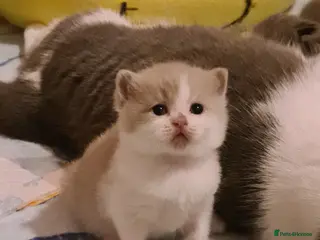 British Shorthair cats Ready Now 💙British ShortHair kitten GCCF - Advert 11