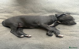 Staffordshire Bull Terrier dogs for sale: 1 BITCH LEFT !Blue BULLSCAFF Blood🩸line - Image 5