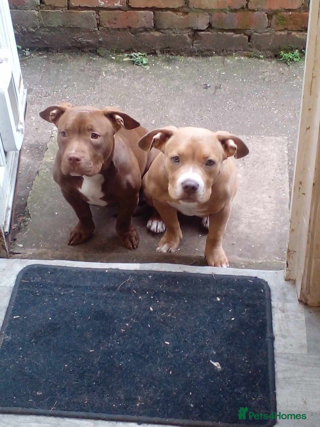 American Bully dogs for sale: Abkc pocket bully bitch  - Advert 4