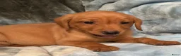 Labrador Retriever dogs for sale: Red labrador - Advert 25
