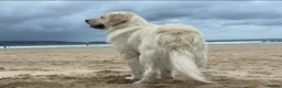 Golden Retriever dogs for stud: Stunning English Cream Golden Retriever for stud - Advert 2
