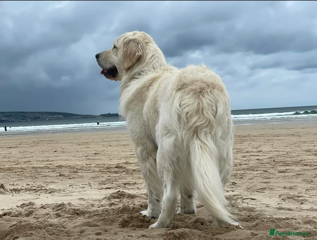 Golden Retriever dogs for stud: Stunning English Cream Golden Retriever for stud - Advert 2