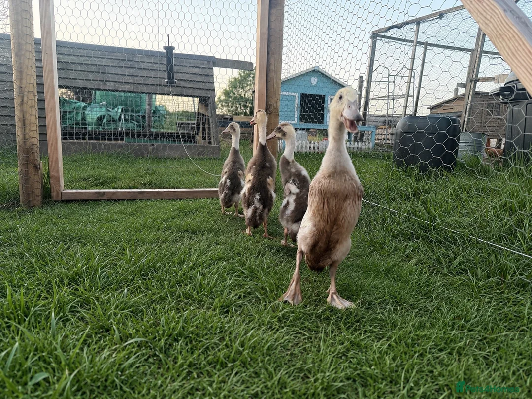 Ducks poultry for sale: Indian Runner Ducklings  - Advert 2