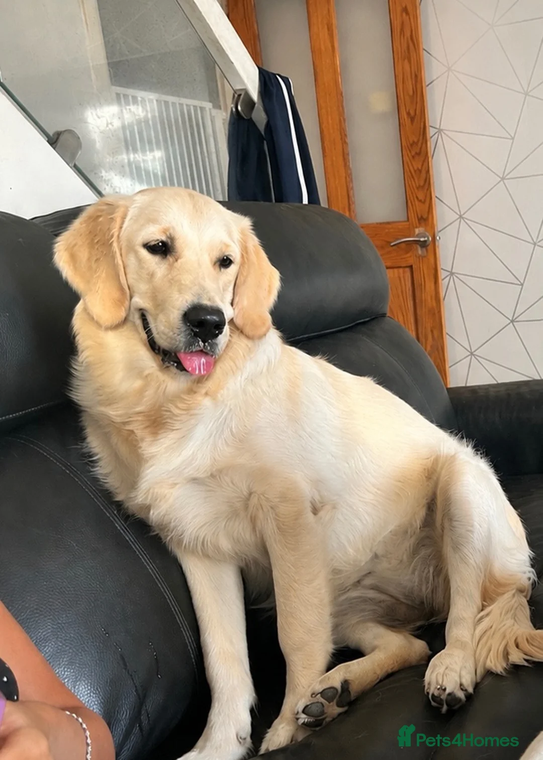 Golden Retriever dogs for sale: 9 MONTH FEMALE - Advert 2