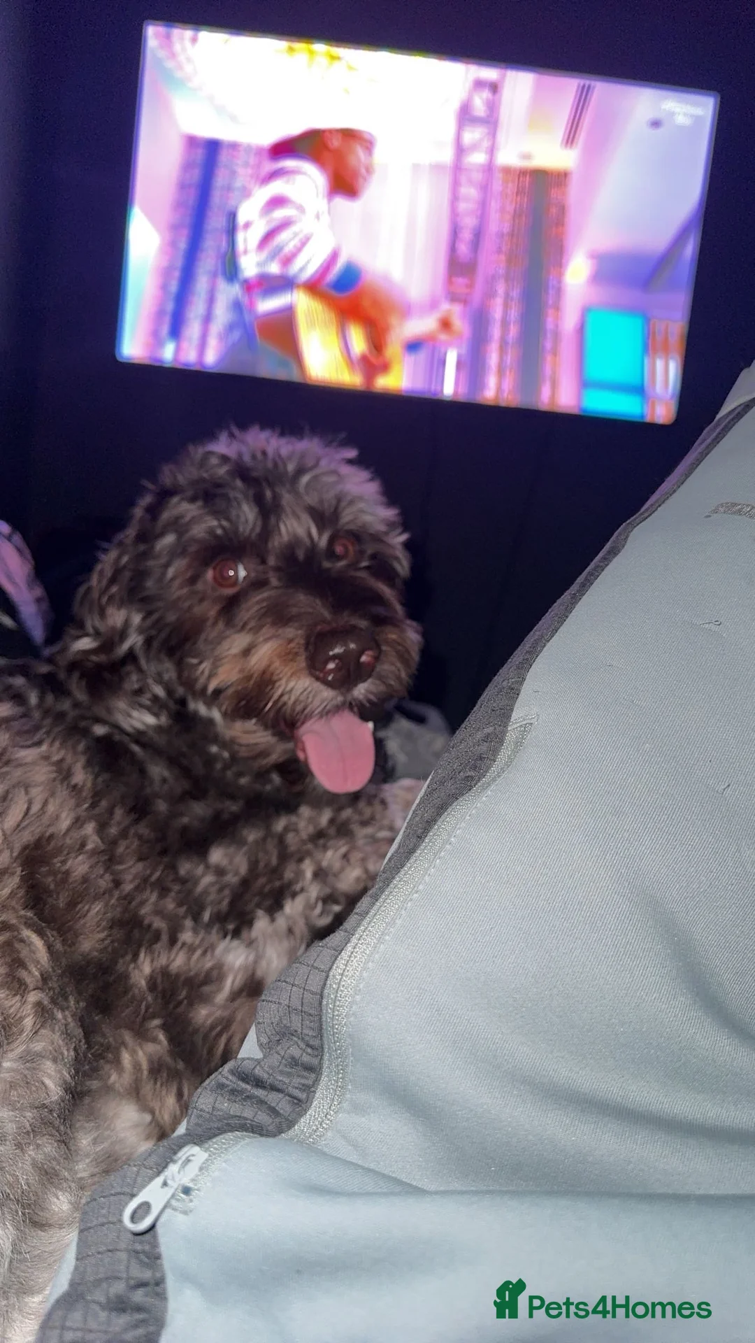 Cockapoo dogs for stud: Multigen Harlequin Merle Cockapoo at Stud in Manchester - Advert 16