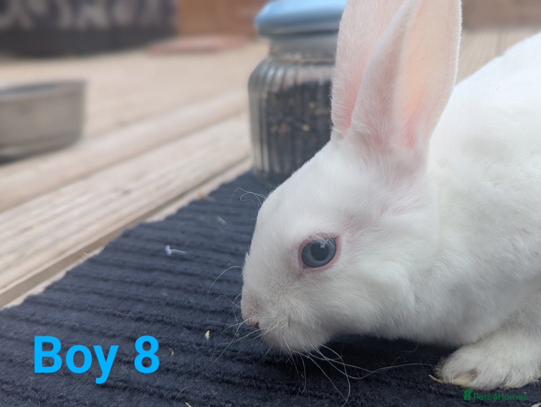 Rex rabbits for sale: Mini rex rabbit for sale - Image 14