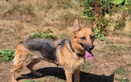 German Shepherd dogs for sale: 1 female German Shepherd  - Image 4