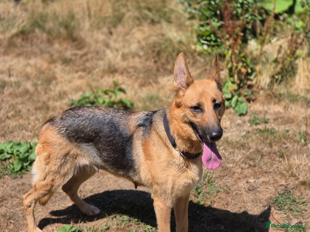 German Shepherd dogs for sale: 1 female German Shepherd  - Image 4