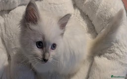Ragdoll cats for sale: 💕💛GCCF Registered 💛💕Pedigree Ragdoll kittens - Image 5