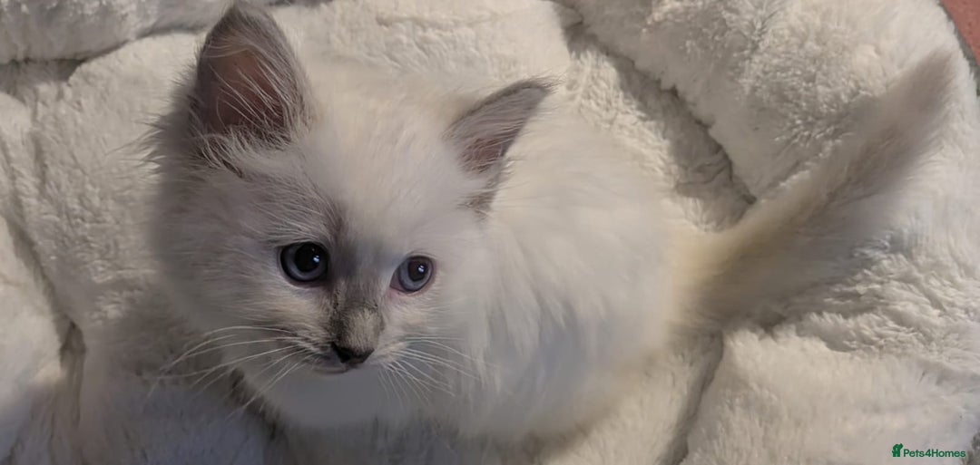 Ragdoll cats for sale: 💕💛GCCF Registered 💛💕Pedigree Ragdoll kittens - Image 5