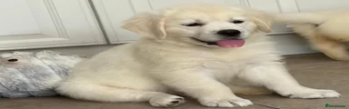 Golden Retriever 3
