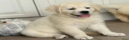 Golden Retriever dogs for sale: Lovely, confident playful puppies - Advert 30