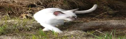 Siamese cats for sale: Adorable Siamese Kittens - Advert 14