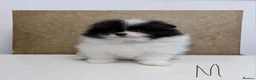 Pomeranian dogs for sale: Pomeranian Puppies – Home Raised With Mum & Dad - Advert 17